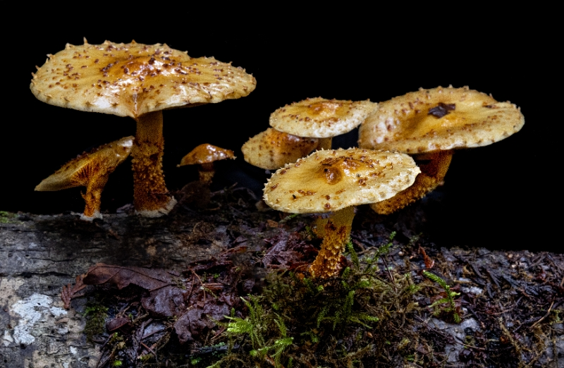 Armillaria 21-3936.jpg